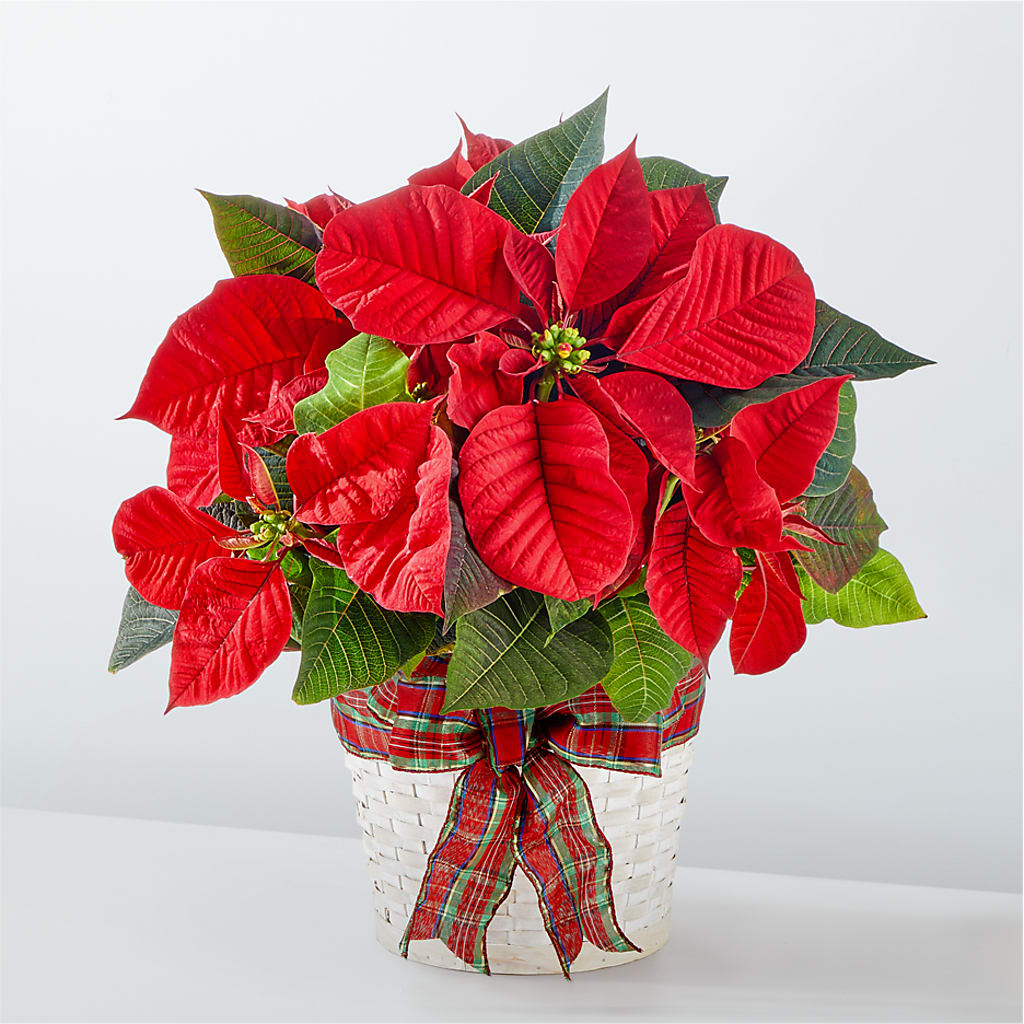 Happiest Holidays Poinsettia – Forget-me-not Florist, Fort Recovery OH