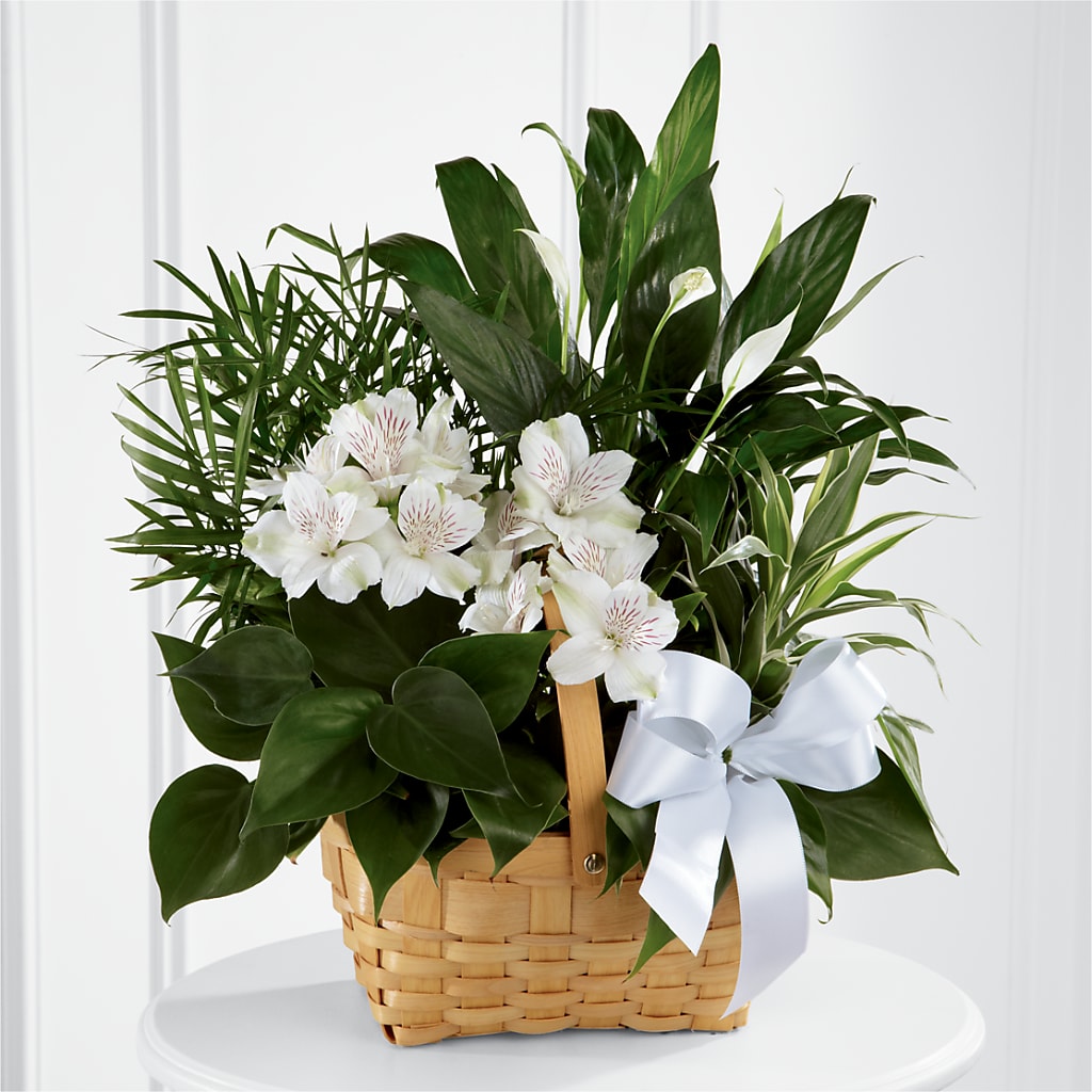 Peace & Serenity Dishgarden – Forget-me-not Florist, Fort Recovery OH