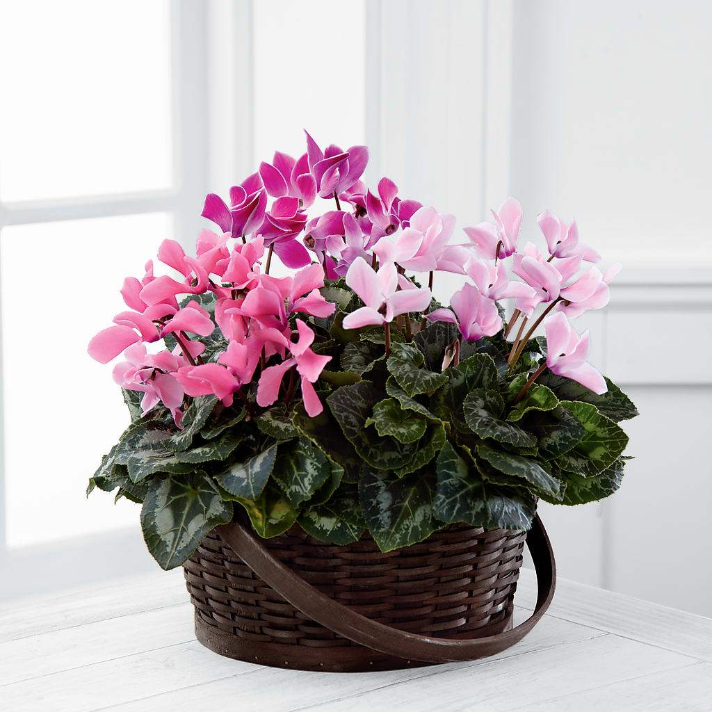 Mixed Cyclamen Planter – Forget-me-not Florist, Fort Recovery OH