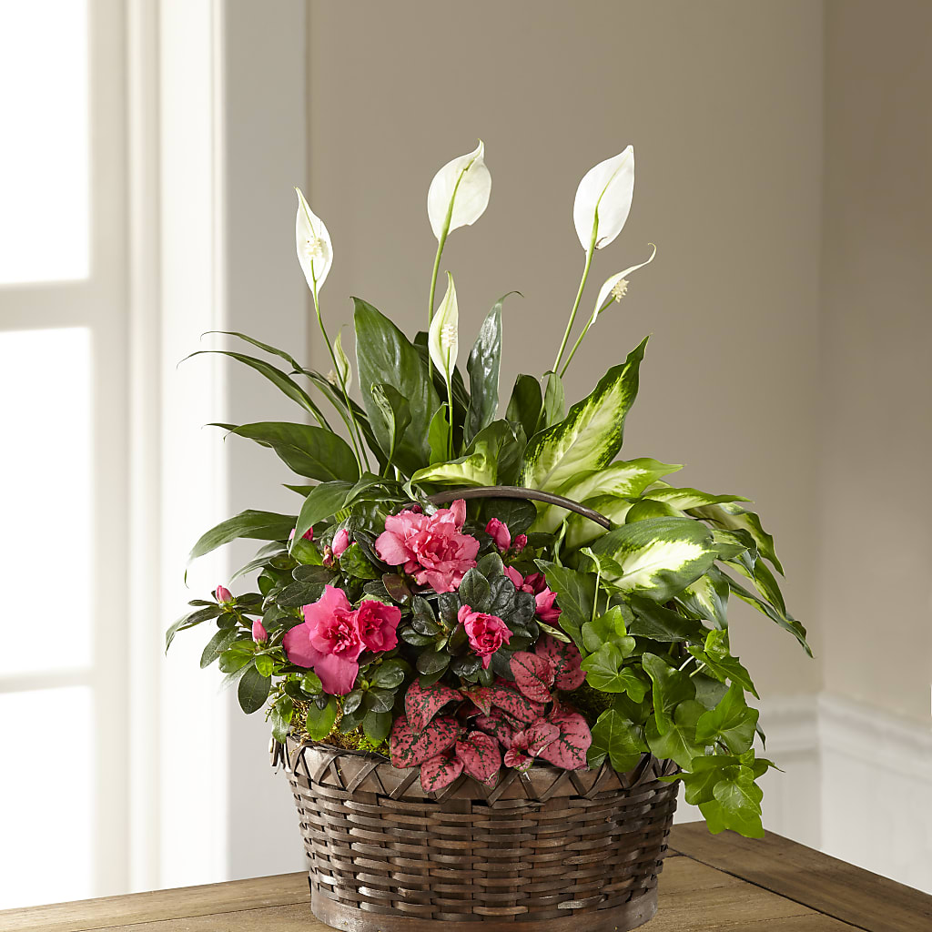 Dream in Pink Dishgarden – Forget-me-not Florist, Fort Recovery OH