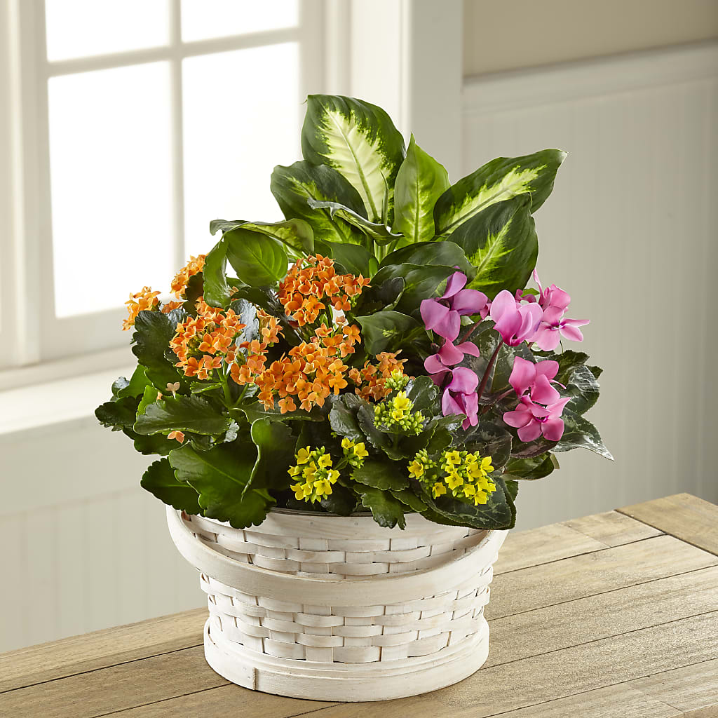 Color Crush Dishgarden – Forget-me-not Florist, Fort Recovery OH