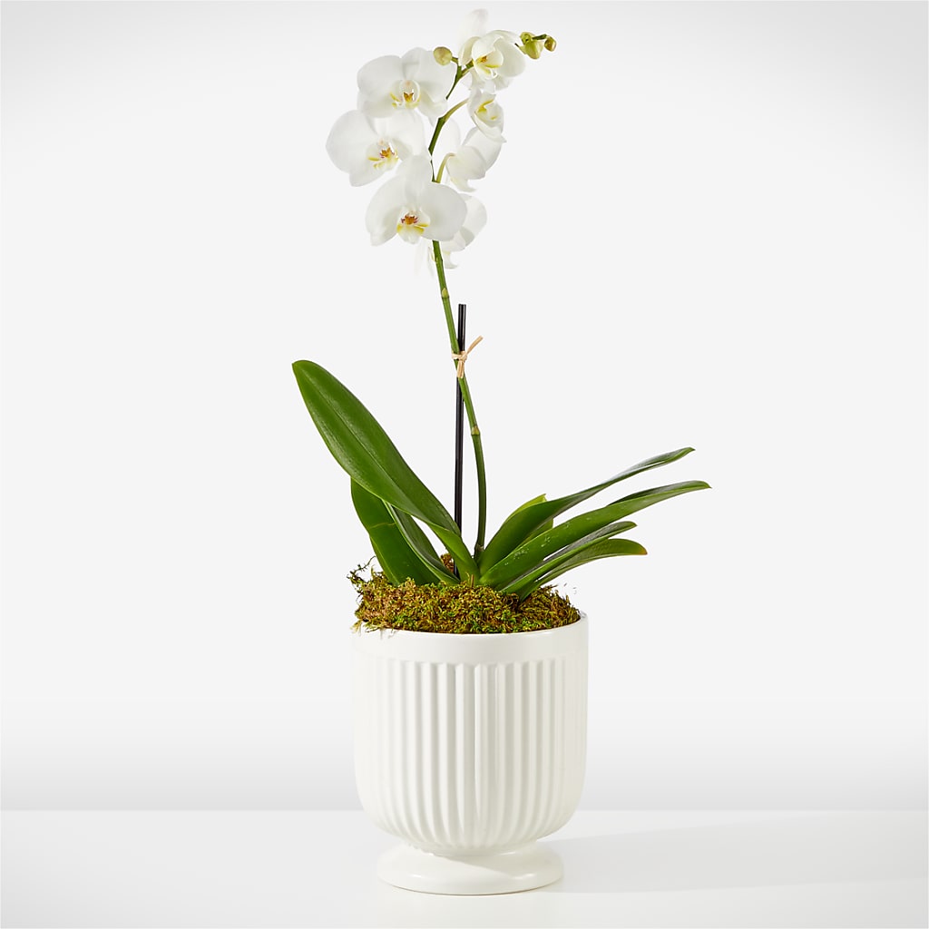 Whispering White Orchid – Forget-me-not Florist, Fort Recovery OH
