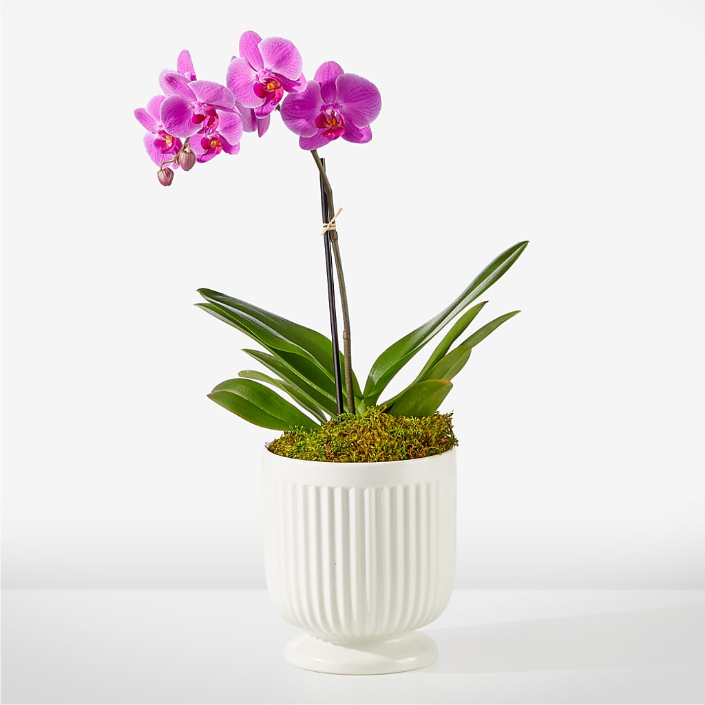 Friendly Fuchsia Orchid – Forget-me-not Florist, Fort Recovery OH