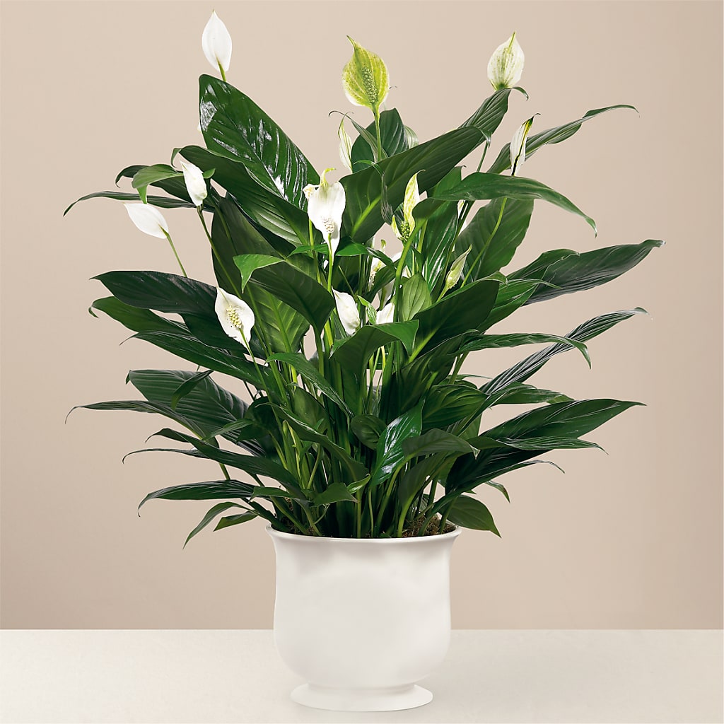 Comfort Planter – Forget-me-not Florist, Fort Recovery OH