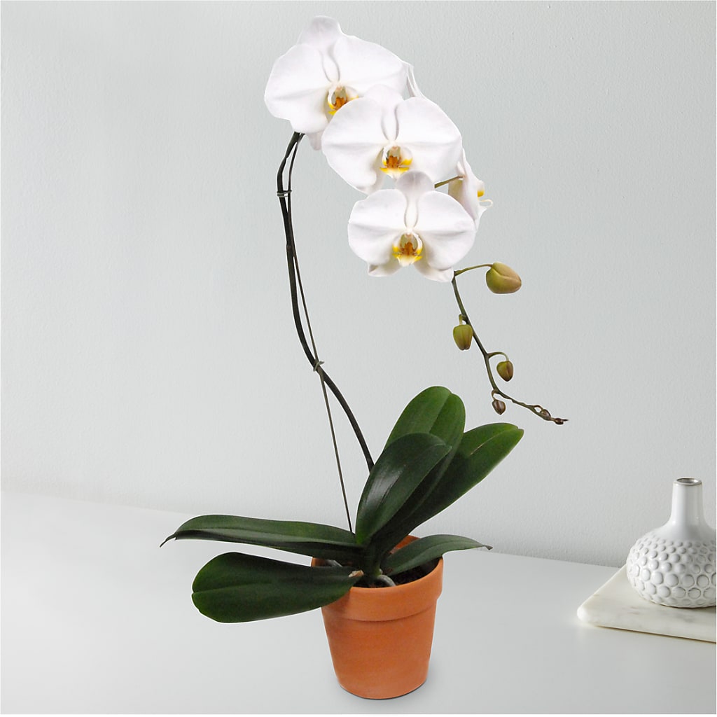 White Cascading Orchid – Forget-me-not Florist, Fort Recovery OH