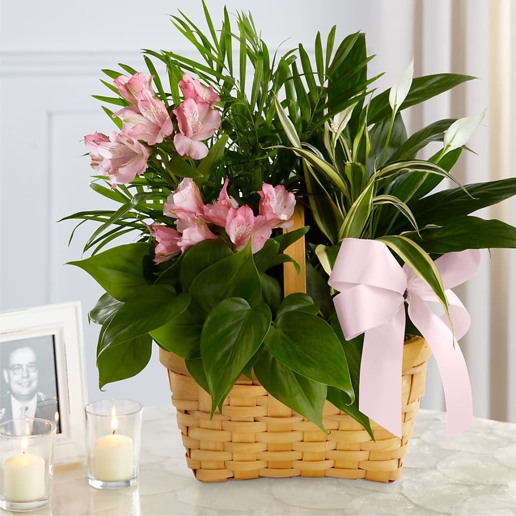 Living Spirit Dishgarden – Forget-me-not Florist, Fort Recovery OH