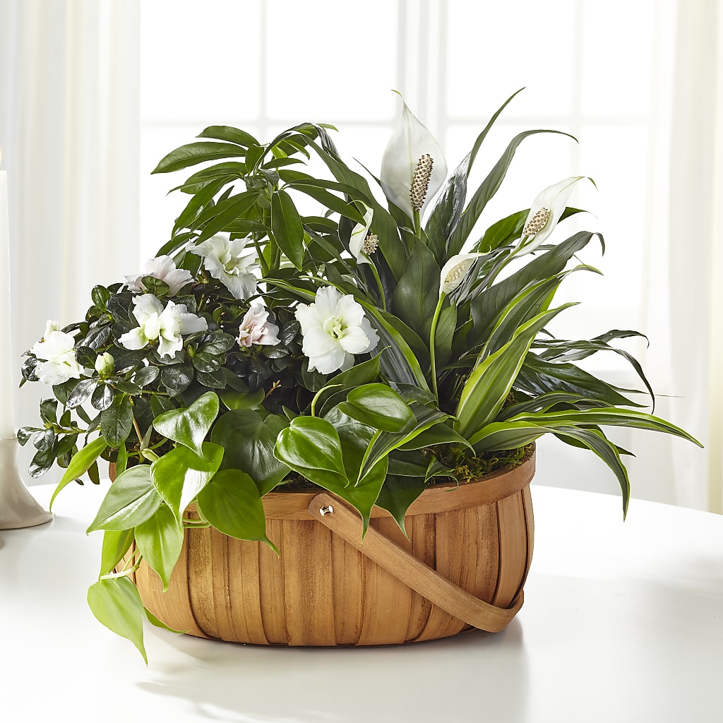Serene Dishgarden – Forget-me-not Florist, Fort Recovery OH