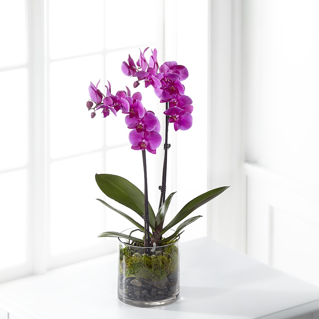 Pink Orchid Plant – Forget-me-not Florist, Fort Recovery OH