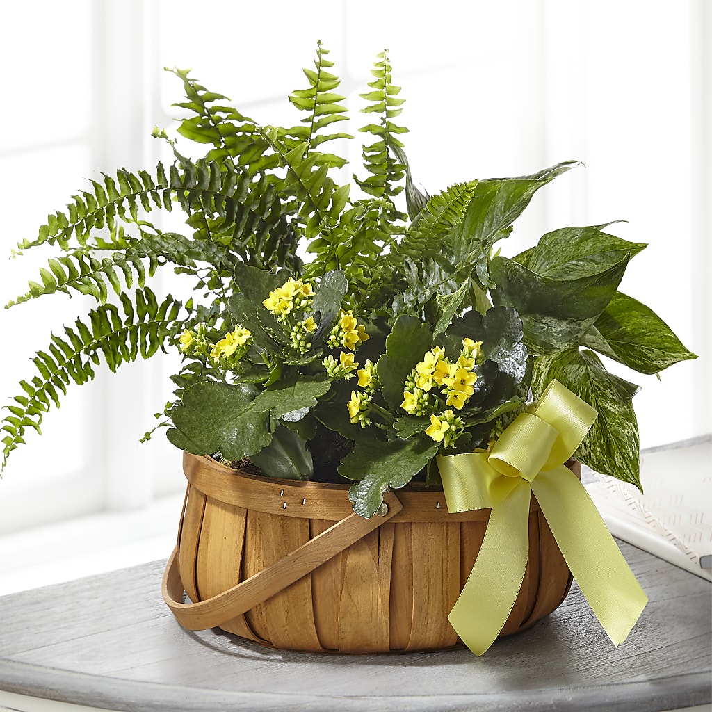 Always Dear Dishgarden – Forget-me-not Florist, Fort Recovery OH
