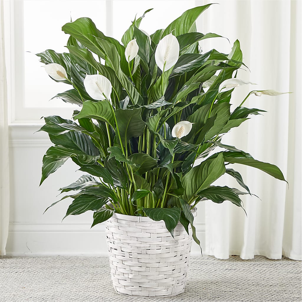 A New Leaf Peace Lily – Forget-me-not Florist, Fort Recovery OH