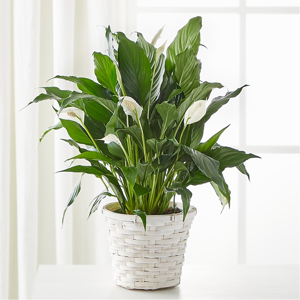 A New Leaf Peace Lily – Forget-me-not Florist, Fort Recovery OH
