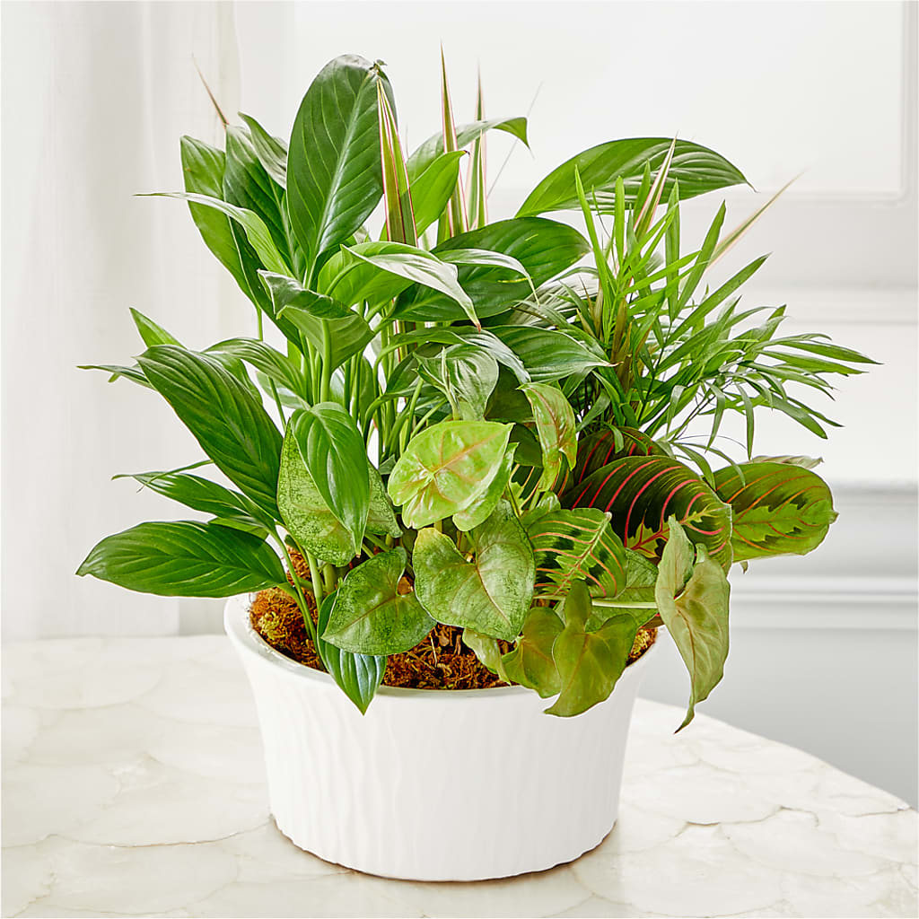 Balance & Harmony Dishgarden – Forget-me-not Florist, Fort Recovery OH