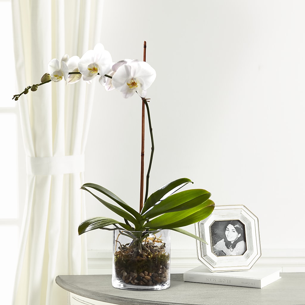 White Orchid Planter – Forget-me-not Florist, Fort Recovery OH