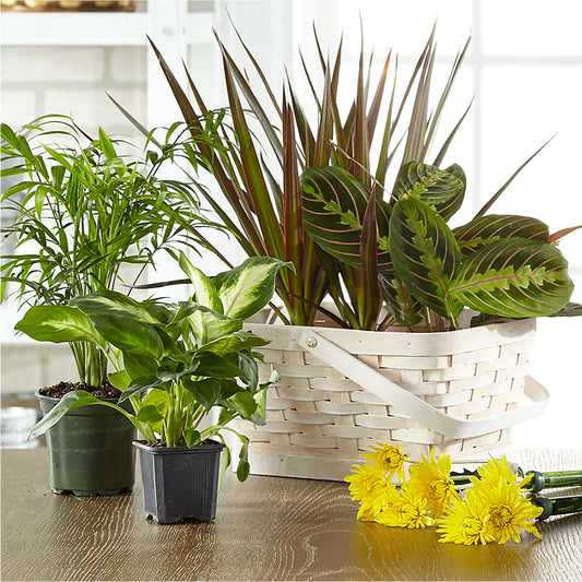 Florist Designed Blooming and Green Plants in a Basket –  Forget-me-not Florist, Fort Recovery OH