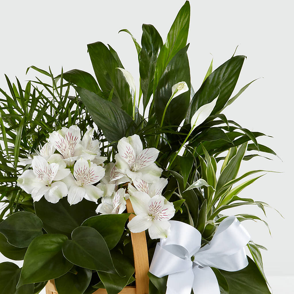 Peace & Serenity Dishgarden –  Forget-me-not Florist, Fort Recovery OH