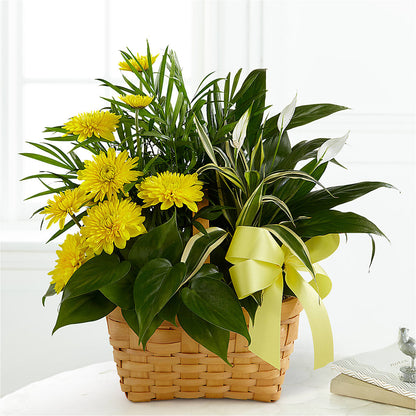 Loving Light Dishgarden –  Forget-me-not Florist, Fort Recovery OH