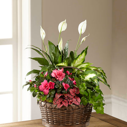 Dream in Pink Dishgarden –  Forget-me-not Florist, Fort Recovery OH