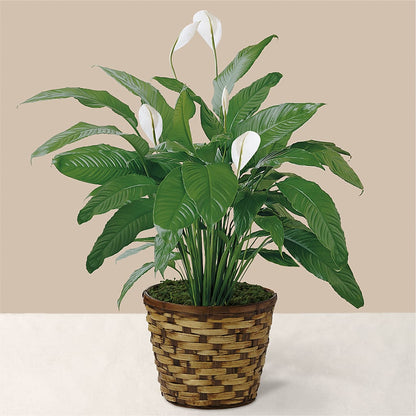 Tranquil Moments Peace Lily Plant –  Forget-me-not Florist, Fort Recovery OH