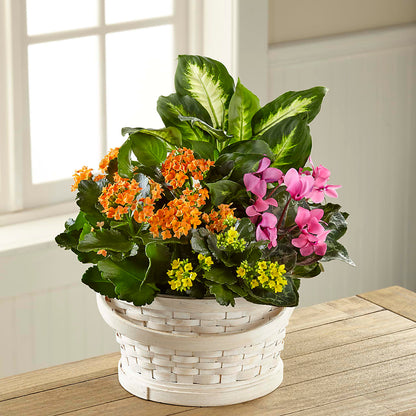 Color Crush Dishgarden –  Forget-me-not Florist, Fort Recovery OH