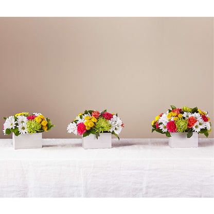 Sorbet Bouquet –  Forget-me-not Florist, Fort Recovery OH