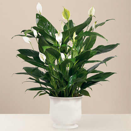 Comfort Planter –  Forget-me-not Florist, Fort Recovery OH