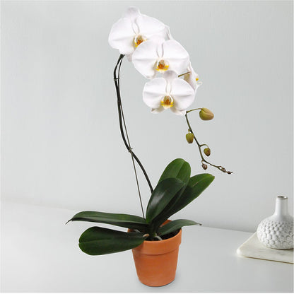 White Cascading Orchid –  Forget-me-not Florist, Fort Recovery OH