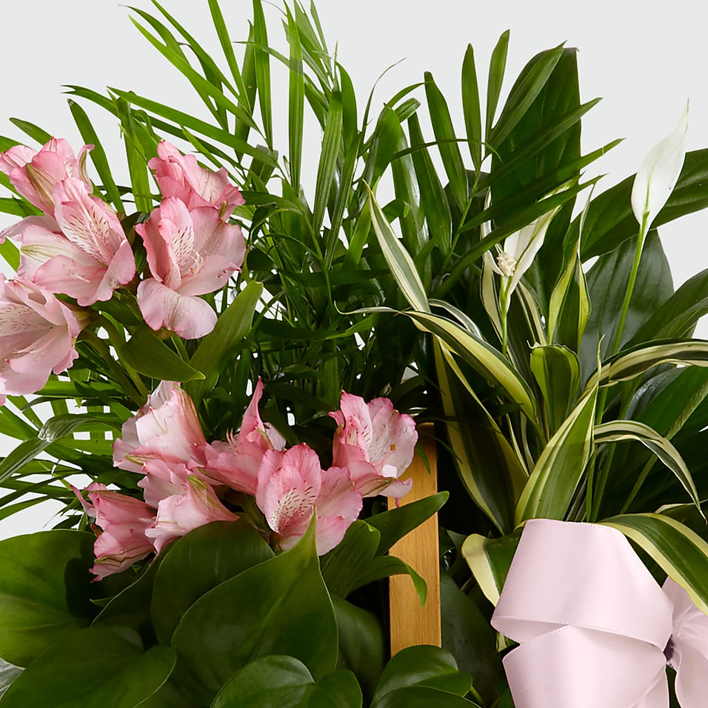 Living Spirit Dishgarden –  Forget-me-not Florist, Fort Recovery OH