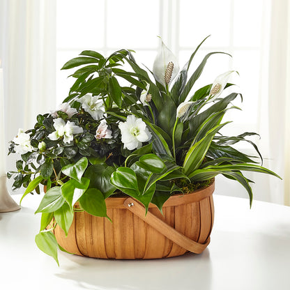 Serene Dishgarden –  Forget-me-not Florist, Fort Recovery OH