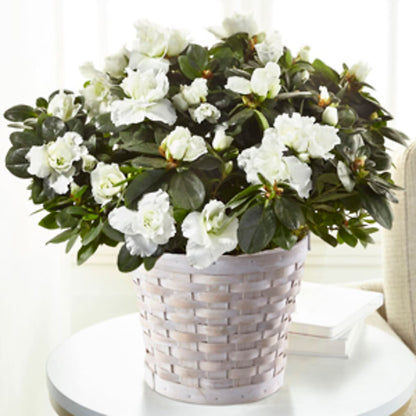 White Azalea Plant –  Forget-me-not Florist, Fort Recovery OH