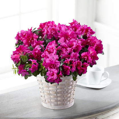 Hope & Serenity Azalea Plant –  Forget-me-not Florist, Fort Recovery OH