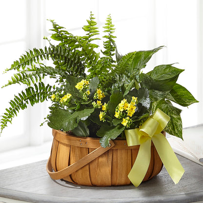 Always Dear Dishgarden –  Forget-me-not Florist, Fort Recovery OH