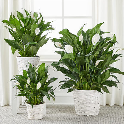 A New Leaf Peace Lily –  Forget-me-not Florist, Fort Recovery OH