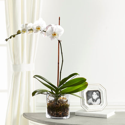 White Orchid Planter –  Forget-me-not Florist, Fort Recovery OH