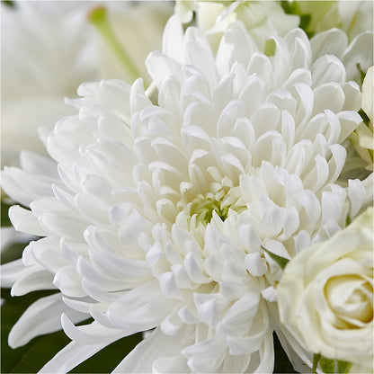Classic Ivory – A Florist Original –  Forget-me-not Florist, Fort Recovery OH