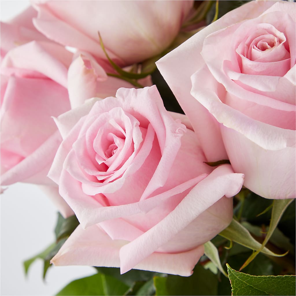 Picture Perfect Pink Rose Bouquet –  Forget-me-not Florist, Fort Recovery OH