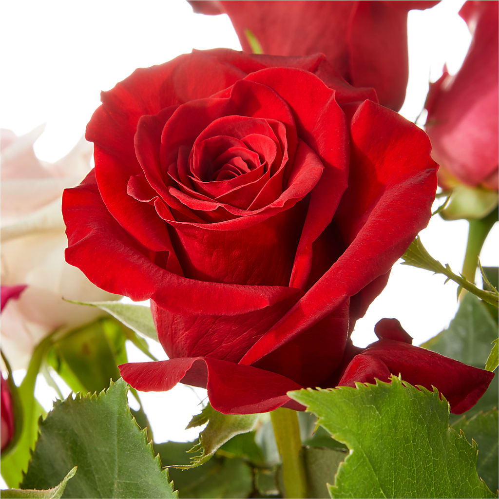 Love Notes Rose Bouquet –  Forget-me-not Florist, Fort Recovery OH